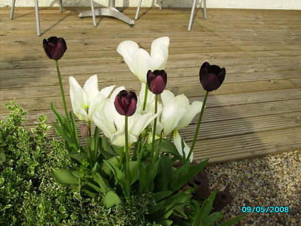 hello black tulips