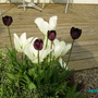 hello black tulips