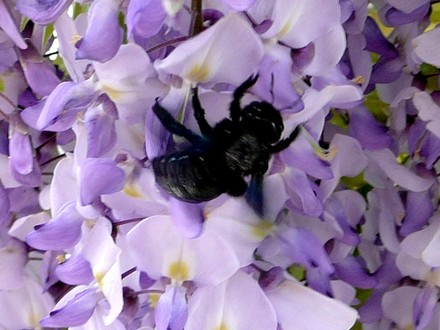 Black hornet