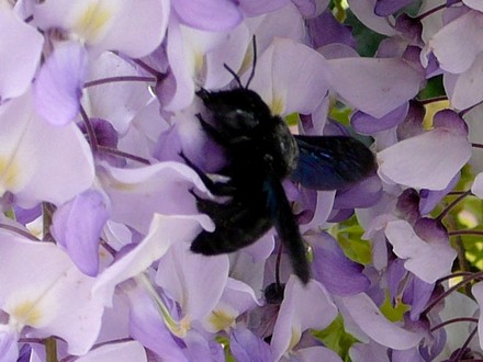 Another Hornet view