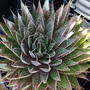 aloe aristata (aloe aristata)