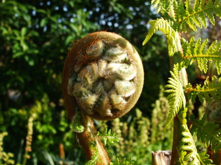 tree fern (dicksonia antartica)