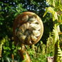 tree fern (dicksonia antartica)
