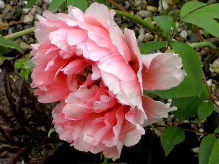 These peony flowers on the tree get bigger every day, They are huge. (Paeonia suffruticosa (Moutan))