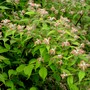 Kolkwitzia shrubs are just coming into bloom. (Kolkwitzia amabilis (American Beauty Bush))