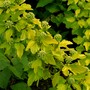 Physocarpus just coming into flower, though with this shrub it is the leaves that are most colourful. (Physocarpus opulifolius (Ninebark))