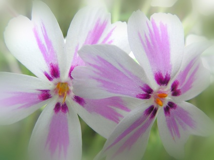 dwarf phlox