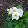Polyanthus