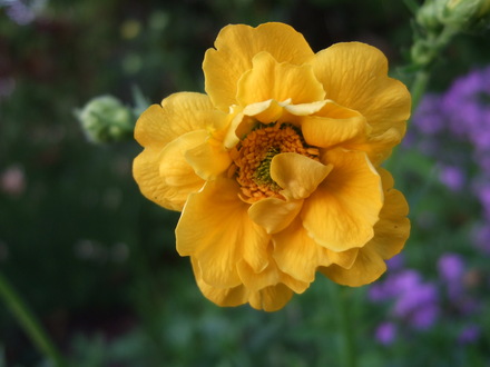 Geum 'Lady Stratheden' (Geum 'Lady Stratheden')