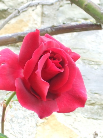 Red rose on the front of the house.