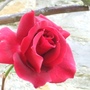 Rose_on_the_front_of_the_house