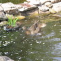 Duckpond3