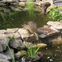 Duckpond6