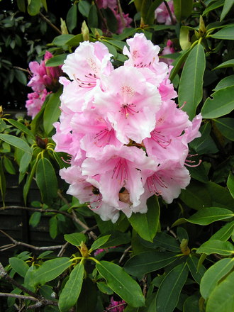 A garden flower photo