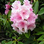 A garden flower photo