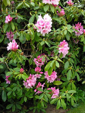A garden flower photo