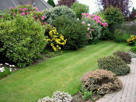 A garden flower photo