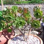 A garden flower photo (Aeonium Manriqueorum)