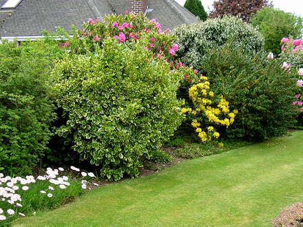 A garden flower photo