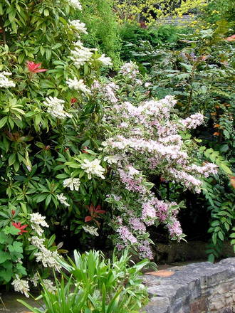 A garden flower photo