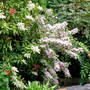 A garden flower photo