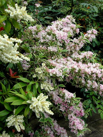 A garden flower photo