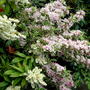 A garden flower photo