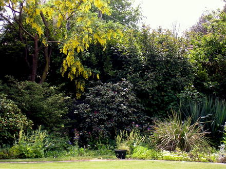 A garden flower photo