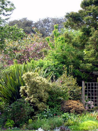 A garden flower photo