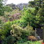 A garden flower photo