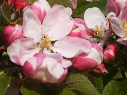 Apple Blossom (Malus)