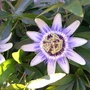 A garden flower photo (Passiflora caerulea)