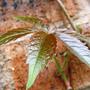 new virginia creeper leaf (Parthenocissus quinquefolia (Virginia creeper))