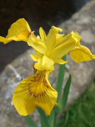 Flag Iris (Iris pseudacorus (Yellow Flag))