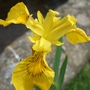 Flag_iris