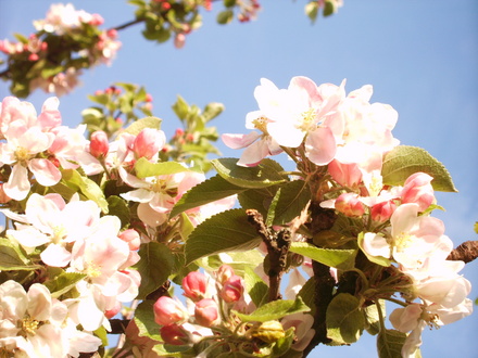 Apple Blossom (Malus)