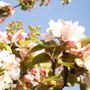 Apple Blossom (Malus)