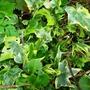 a tangle of groundcover next to pond