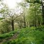 woods near my home