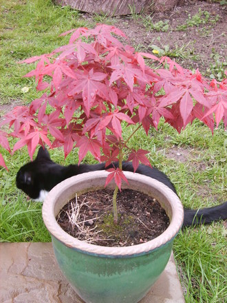 Acer palmatum (Acer palmatum (Japanese maple))