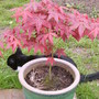 Acer2