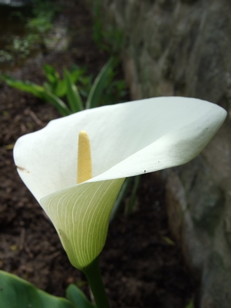 Zantedeschia aethiopica 'Crowborough' (Zantedeschia aethiopica (Arum lily))
