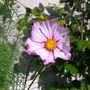 A garden flower photo (Cosmos bipinnatus)