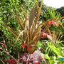 My Tropical corner, Filling up,