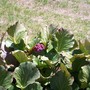 100_0790__576_x_432_.jpg