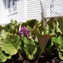 100_0791__576_x_432_.jpg