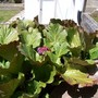 100_0792__576_x_432_.jpg