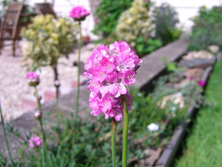 A garden flower photo (Armeria maritima)