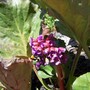 A garden flower photo