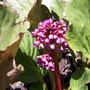 A garden flower photo